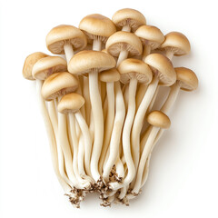 Fototapeta premium Fresh Enoki Mushroom Bundle with Long, Thin Stems Isolated