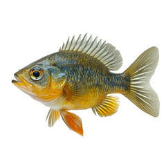Fototapeta premium Angled view full body shot of an extremely perfect looking single Bluegill Sunfish animal isolated on a white transparent background