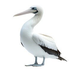 Obraz premium Angled view full body shot of an extremely perfect looking single Booby bird animal isolated on a white transparent background