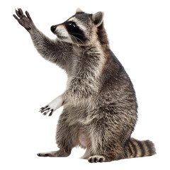 raccoon with its paw reaching forward, isolated on transparent background