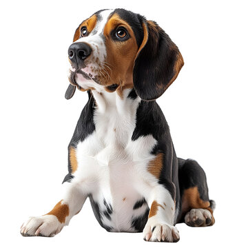 Angled view full body shot of an extremely perfect looking single Bagle &ndash; Basset Hound Mix animal isolated on a white transparent background
