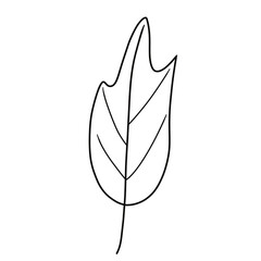 illustration of leaf