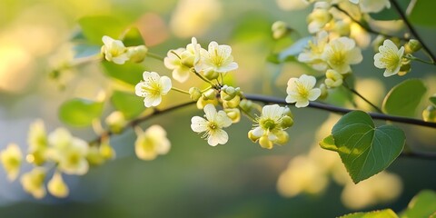 Delicate tiny flowers from the Katsura tree, also known as Cercidiphyllum japonicum, create a beautiful display. The Katsura s tiny flowers add charm to any garden or natural setting.