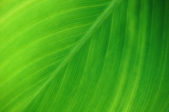 close up of green leaf texture background