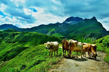 Austrian Alps - view of the Karhorn mountain and cows on the road in the Lechtal Alps