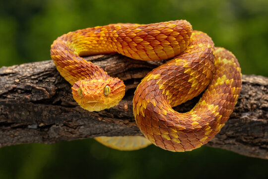 Orange Bush Viper (Atheris squamigera) is a poisonous African viper.