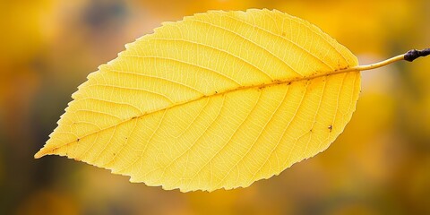Fototapeta premium Vibrant yellow leaf of the linden tree, showcasing the beauty of nature s transition. This yellow leaf of the linden tree captures the essence of seasonal change and natural splendor.