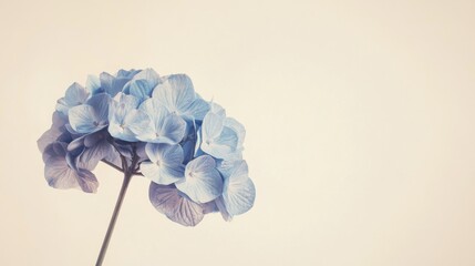 A single delicate blue hydrangea against a soft cream background, close-up shot, Minimalist style