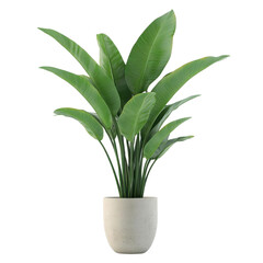 Potted plant, white isolate background