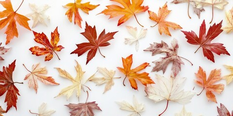 Beautiful foliage of maple leaves set against a white background highlights their stunning colors and intricate shapes, emphasizing the beauty of nature in this striking contrast.