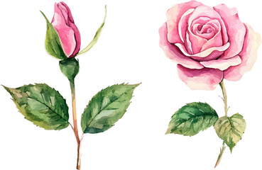Obraz premium set of roses