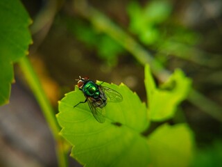 fly on leaf