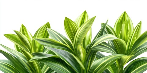 Fototapeta premium Green leaves of the daylily are showcased in this image, capturing the vibrant green leaves of the daylily in a stunning isolated composition against a white background.
