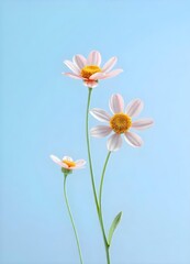 flower on blue background