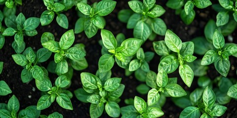 Top view of pepper saplings thriving in a closed ground environment, showcasing the vibrant growth of pepper plants ideal for any garden setting focusing on pepper cultivation.