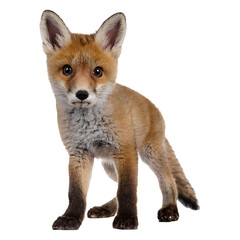 Fototapeta premium High-resolution photo of a full body red fox cub with large ears standing, isolated on transparent background