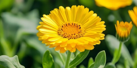 Obraz premium Vibrant yellow calendula flower in full bloom, showcasing the beauty of the calendula flower. This stunning yellow calendula flower captivates with its vivid hue and intricate petal structure.