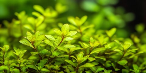 Obraz premium Lowland rotala, scientifically known as Rotala ramosior, is a popular choice among aquarium enthusiasts. This aquatic plant, lowland rotala, thrives in various aquatic environments.