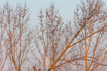 Flock of starlings perched on the leafless branches of poplar trees in autumn. Sturnus.