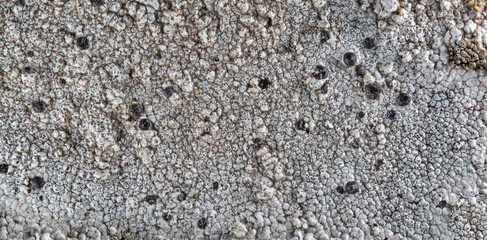 white dirty dot stone textured