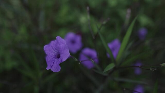 Purple Flowers An Elegant Touch of Royalty and Natural Mystery