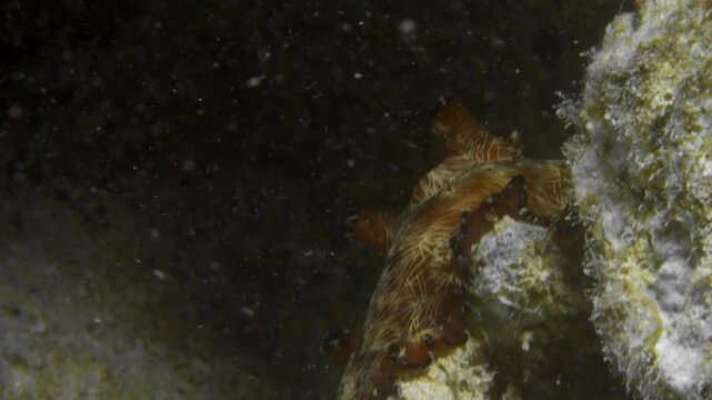A mesmerizing brown and white Lighting worm (Pseudobiceros fulgor) slowly crawls up a dead coral on the dark ocean fllor.