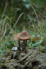 In the pine forest, toadstool mushrooms