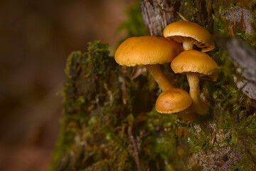 Olsztyński las miejski. Grzybki na karpie. © Andrzej