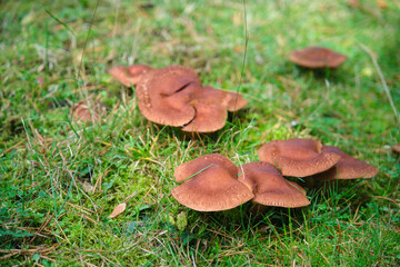 In the pine forest, toadstool mushrooms