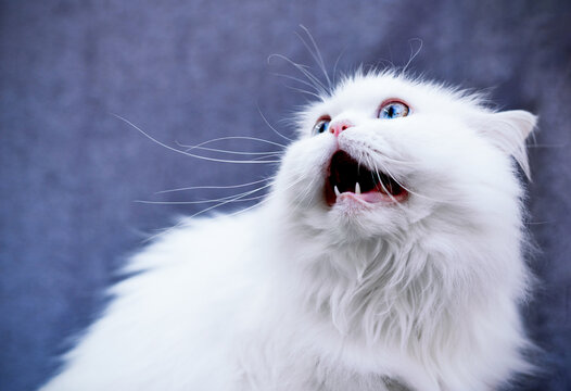 Hilarious Terrified and Shocked Cat