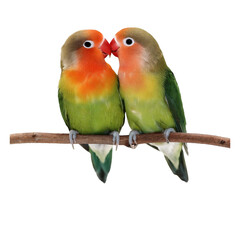 High-resolution photo of two lovebirds perched together, isolated on transparent background