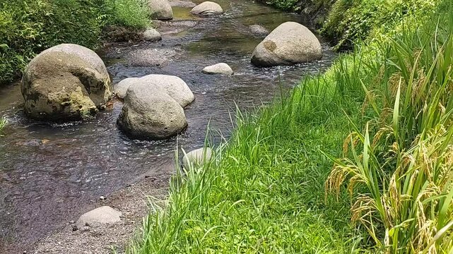 This is a video of a beautiful river located at Alas Harum, Bali.