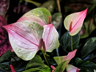 Anthurium flowers with glossy green leaves  decoration in the garden.Heart-shaped flowers.