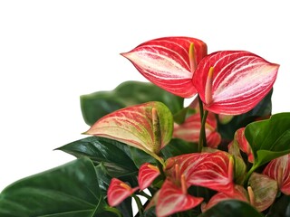 Anthurium flowers with glossy green leaves  isolate on white background with copy space.Heart-shaped flowers.