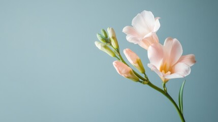 A single pale pink freesia isolated against a soft grey-blue background, close-up shot, Minimalist style