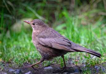 The common blackbird (Turdus merula) walking on green grass.