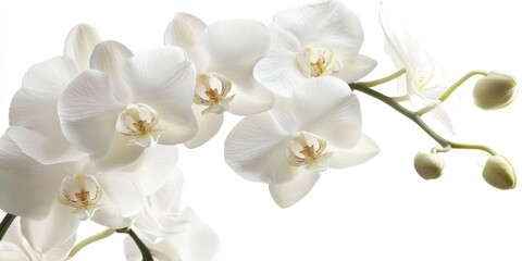 Beautiful white orchids showcase their elegant petals, adding a touch of grace and sophistication to any setting. These stunning white orchids are perfect for enhancing floral arrangements and decor.