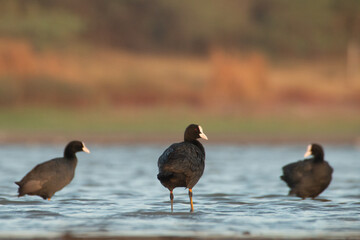 country goose and ducks