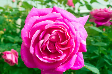 Roses, nature background, inside the garden