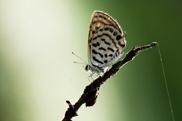 butterfly on a leaf