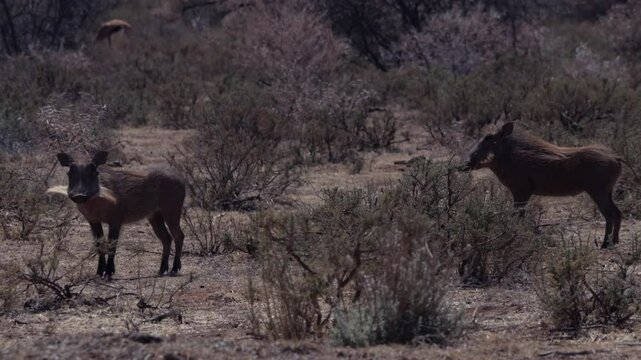 Common warthog (Phacochoerus africanus) running ina safari field with dried vegetation