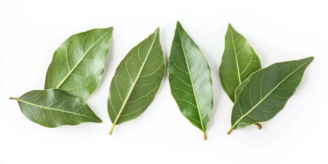 Fototapeta premium Fresh bay leaves displayed in isolation on a white background, highlighting the vibrant green color and unique texture of fresh bay leaves for culinary and decorative purposes.