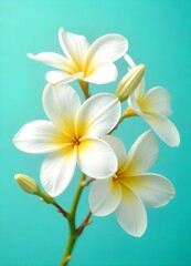 white frangipani flowers
