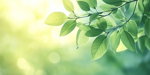 Macro shot of tree leaves creating a serene nature background, emphasizing the save green concept. This soft focus image uses gradients and filters for a calming spa aesthetic.