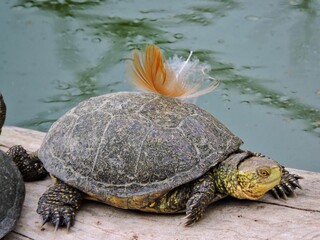turtle on a rock