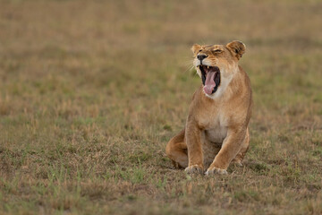 Lioness yawning sat on grass in the Masai Mara in Kenya. 