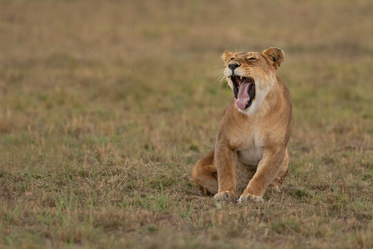 Lioness yawning sat on grass in the Masai Mara in Kenya.  