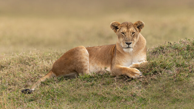 Lioness lying on a mound in the Masai Mara