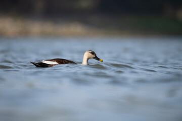 duck on the water
