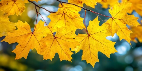Fototapeta premium Vibrant yellow leaves showcase a stunning variety during the foliage season, creating a picturesque scene of colorful yellow leaves that highlight the beauty of nature.
